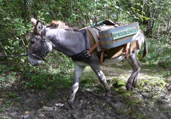 L’asino è il compagno ideale per le escursioni dei bambini
