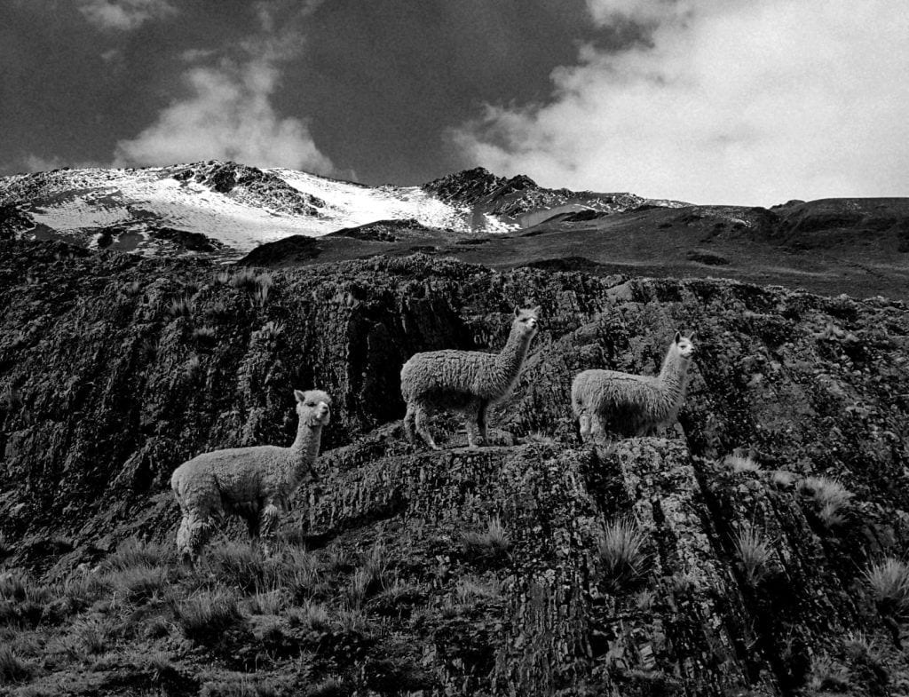 animali sul sentiero in fase di acclimatamento