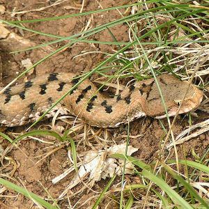 Vipera Aspis (foto Eric Steinert Wikipedia Commons)