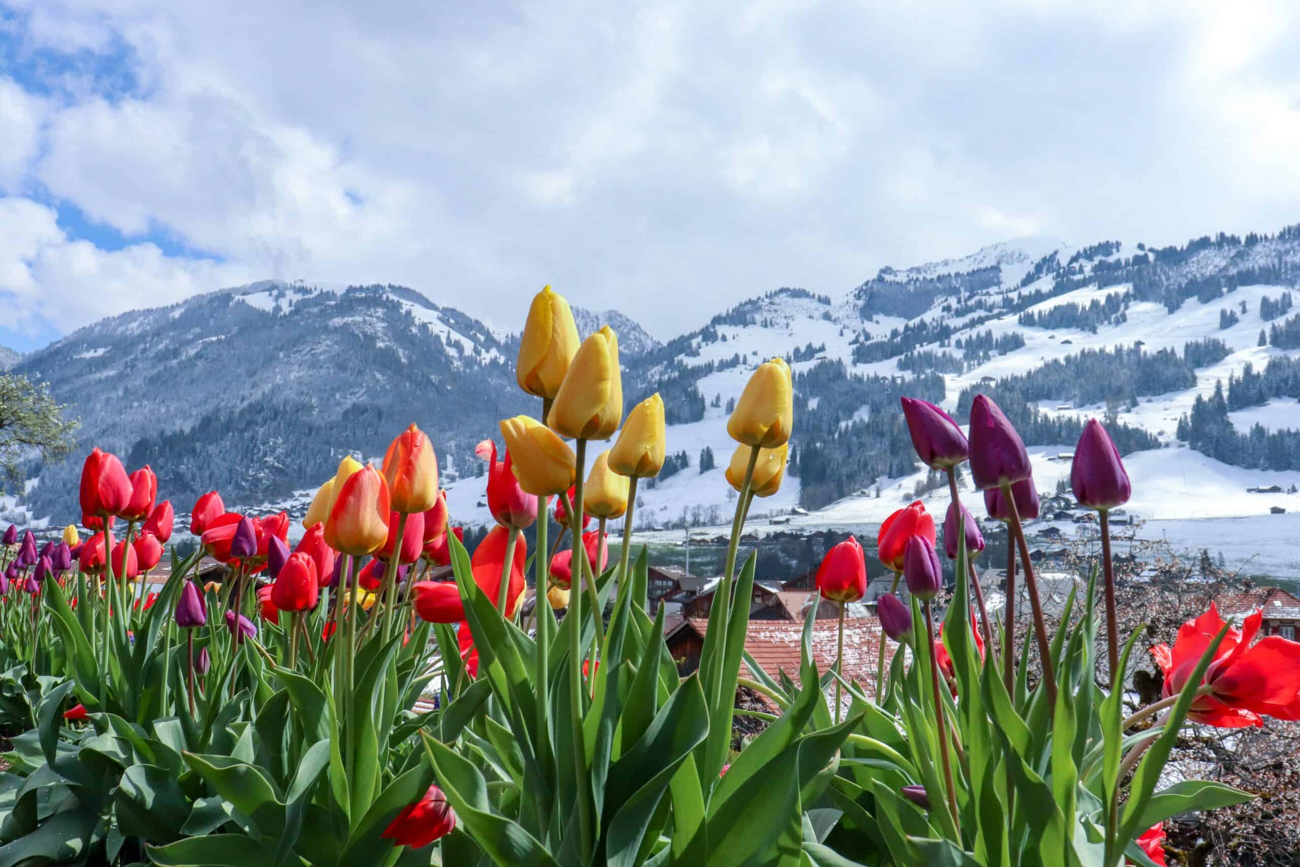 tulipani fioriti cime innevate come stimare la temperatura