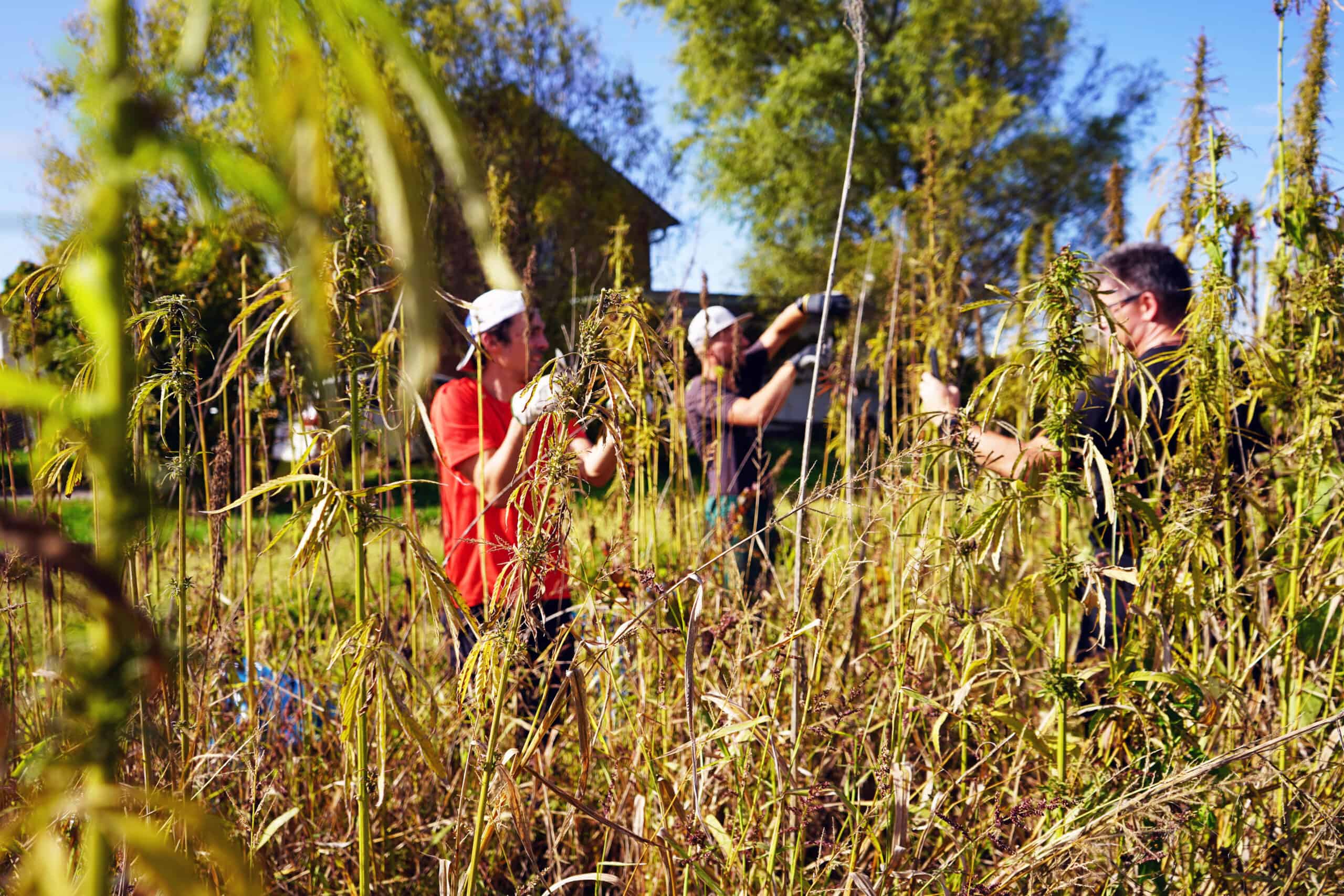 Campo di canapa per la produzione del bastone Leki Hemp One.