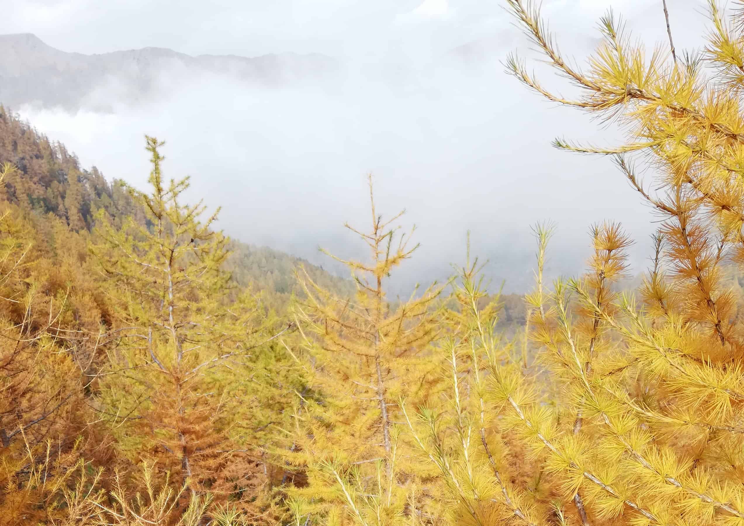 Larici in autunno
