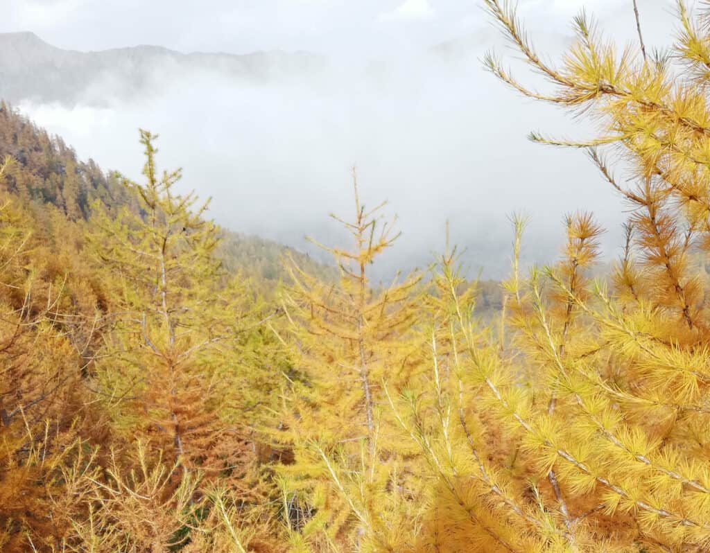 Larici dorati in autunno sopra un banco di nebbia, con il bosco e i versanti in ombra sullo sfondo