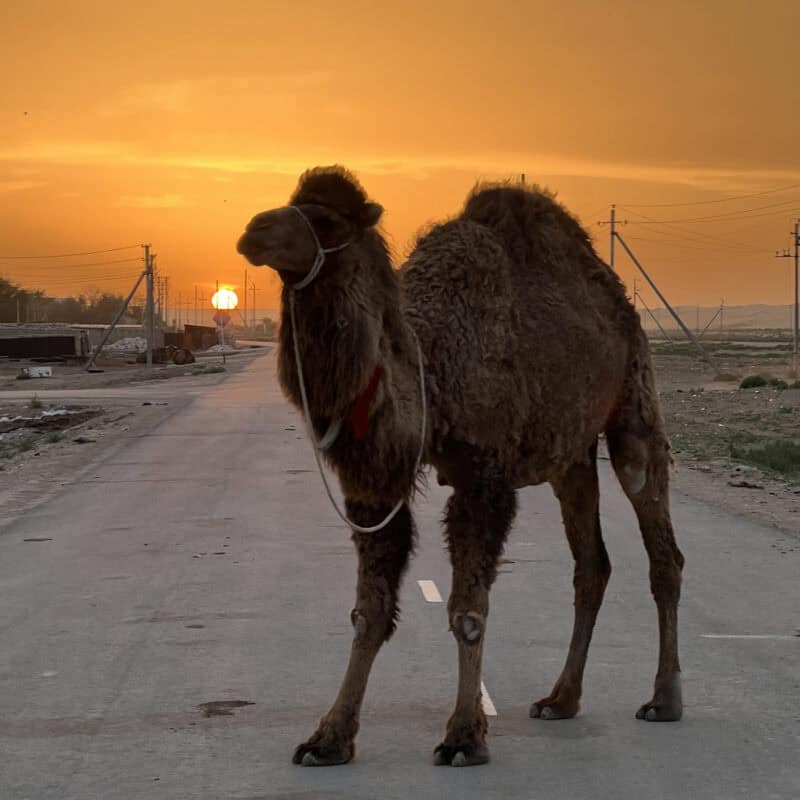 I signori del deserto.