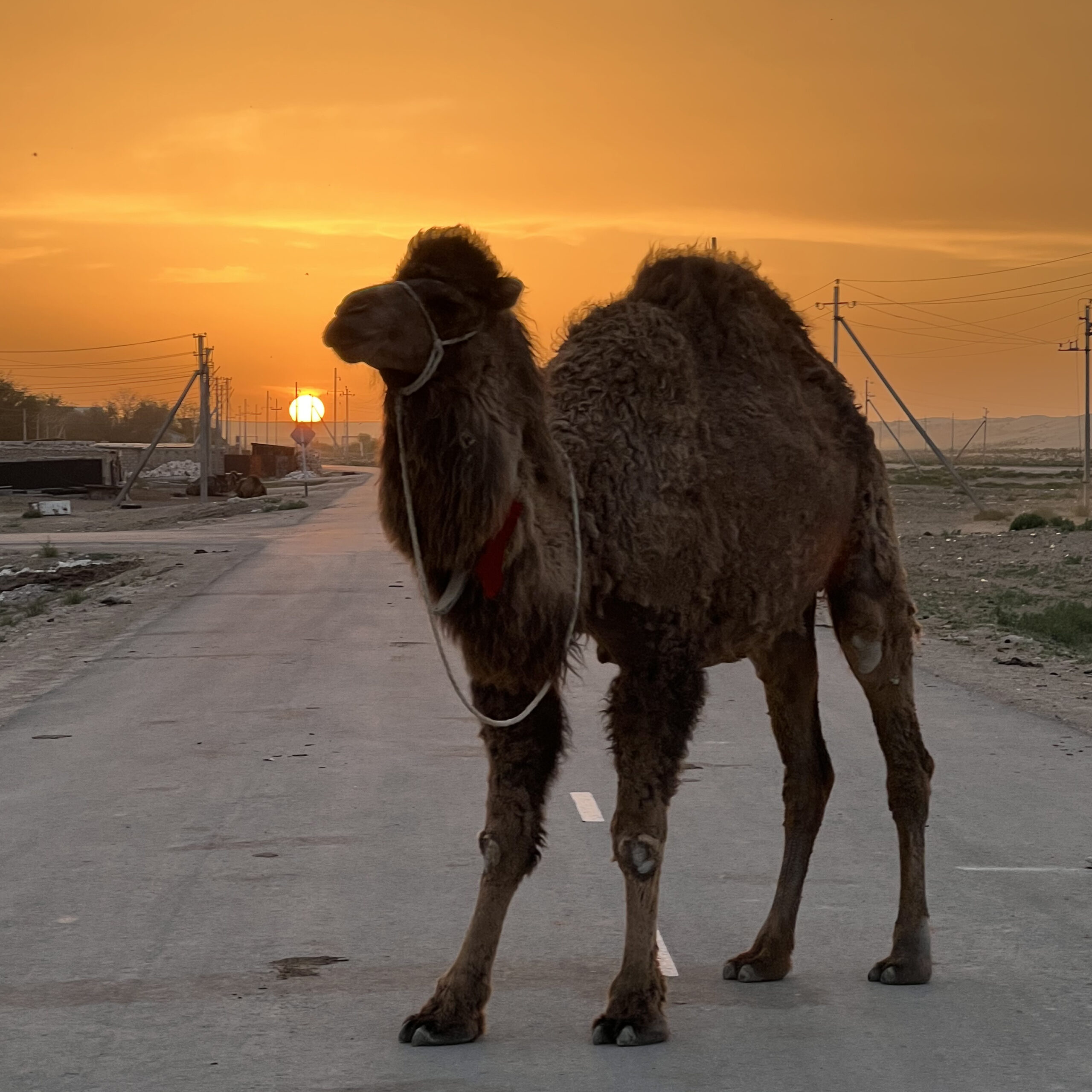 I signori del deserto.