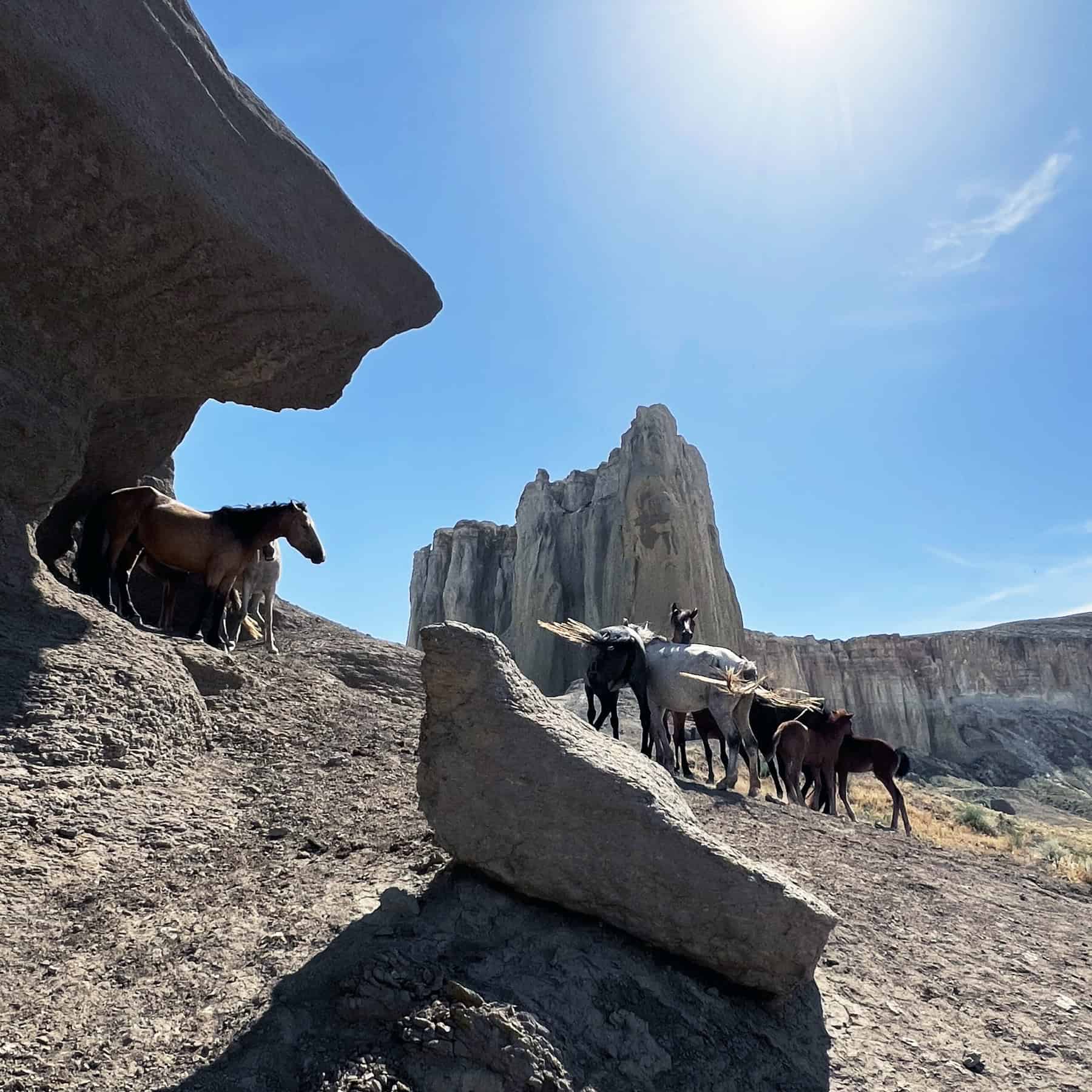 Cavalli selvaggi in piena libertà tra le montagne di Ayrakty.