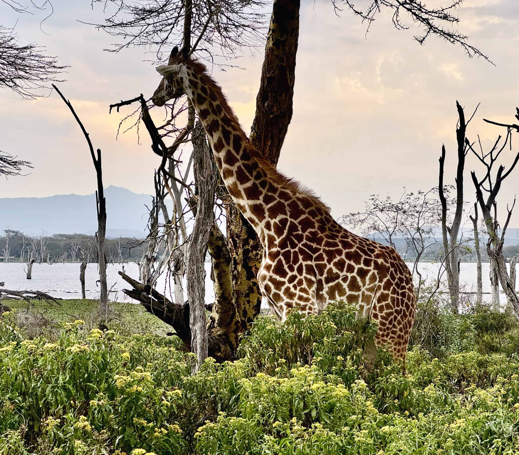 Le giraffe, custodi silenziose dell’isola, si muovono con eleganza tra gli alberi e la savana.