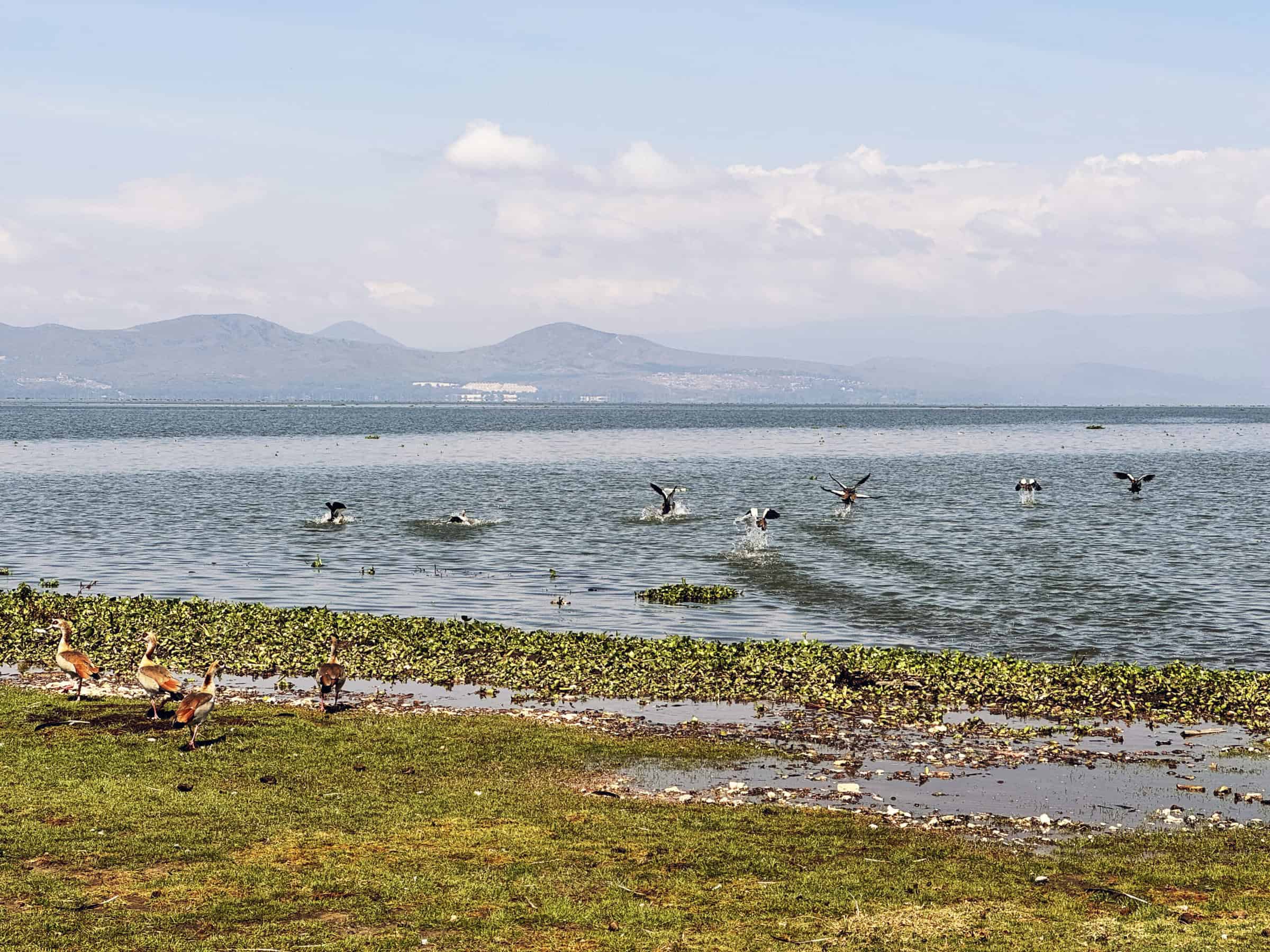 Uno stormo di uccelli si alza in volo sul Lago Naivasha: immagini che raccontano la straordinaria ricchezza naturale di Crescent Island, santuario unico nel cuore del Kenya.