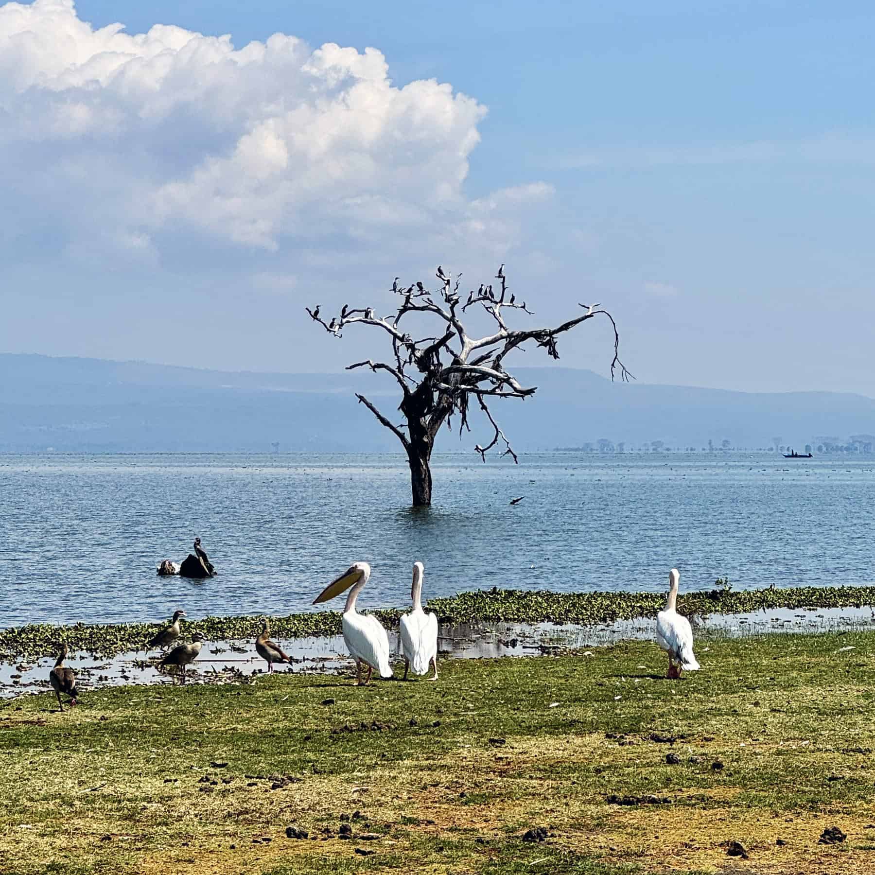 Pellicani in primo piano e le vigili fish Eagle sull'albero.