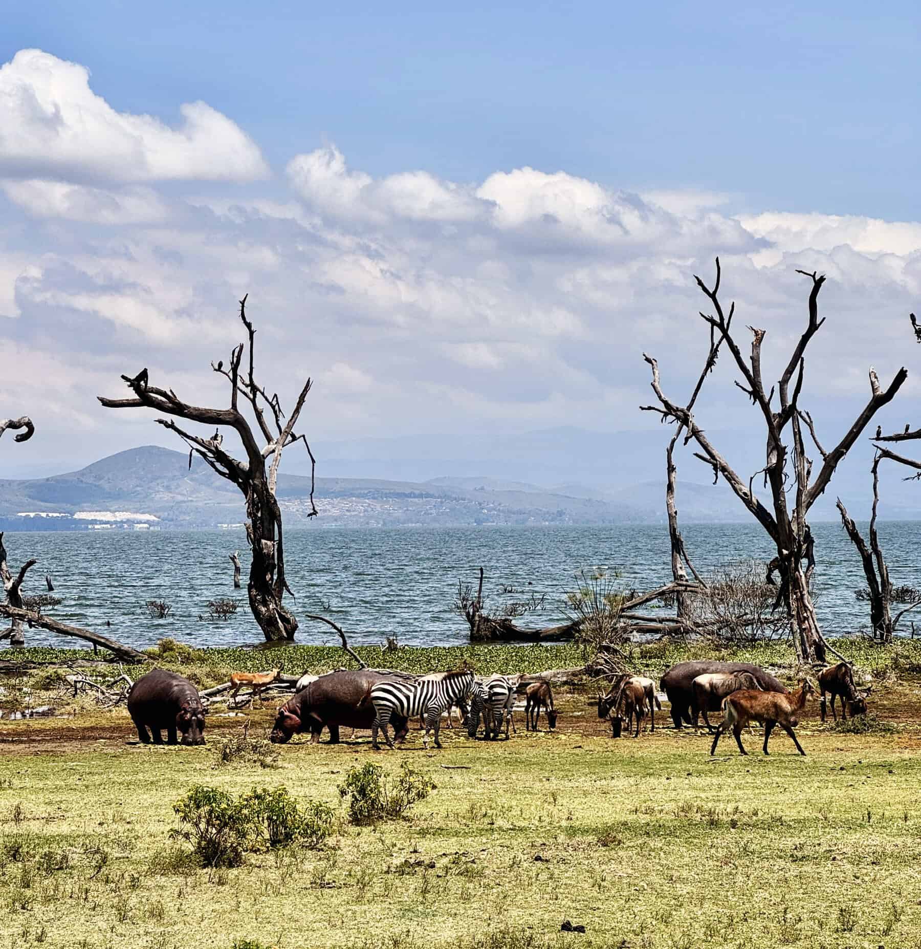 Ippopotami, zebre, antilopi e gnu condividono i pascoli: l’armonia della natura si manifesta nei piccoli gesti quotidiani.