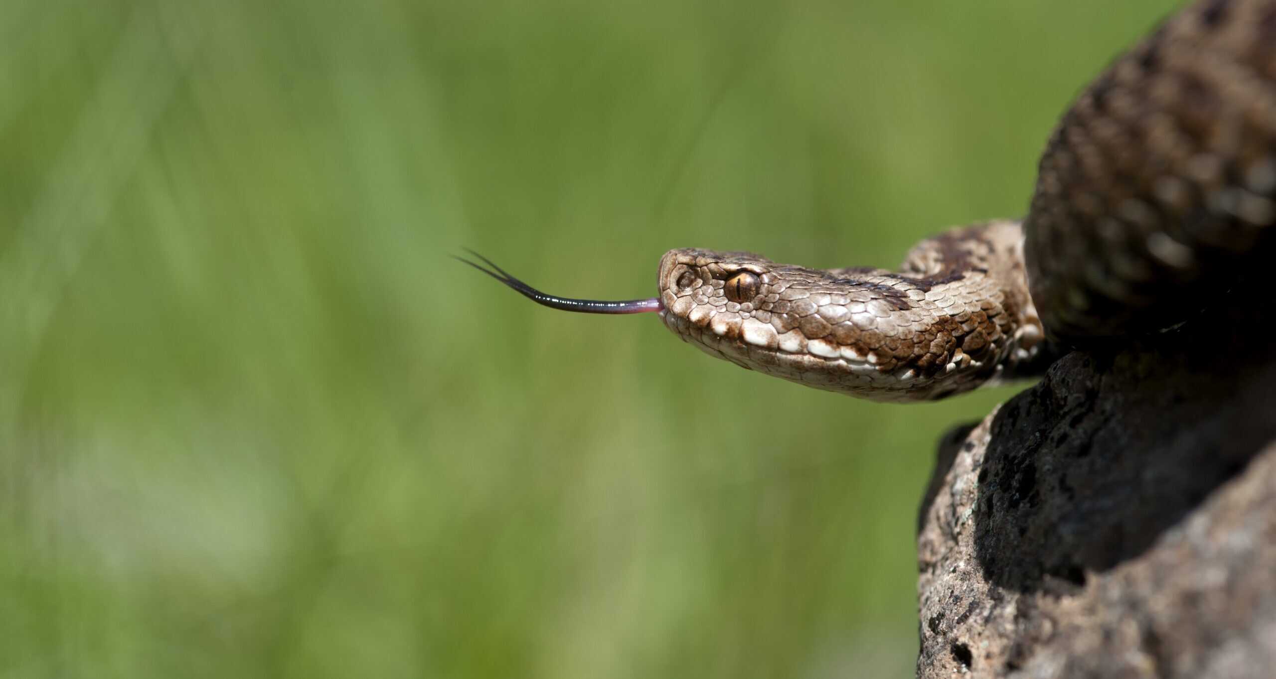 Vipera
