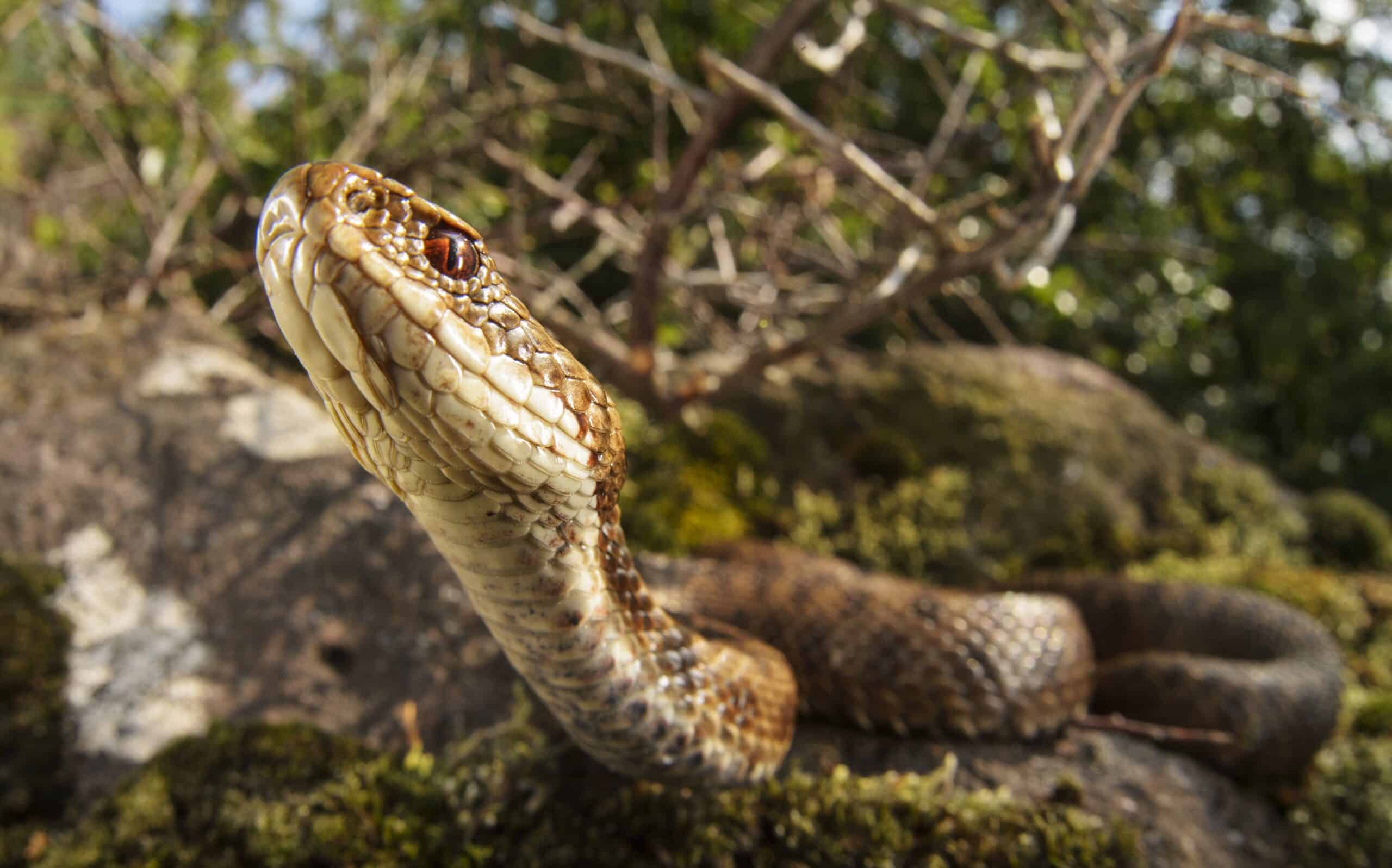 Vipera berus