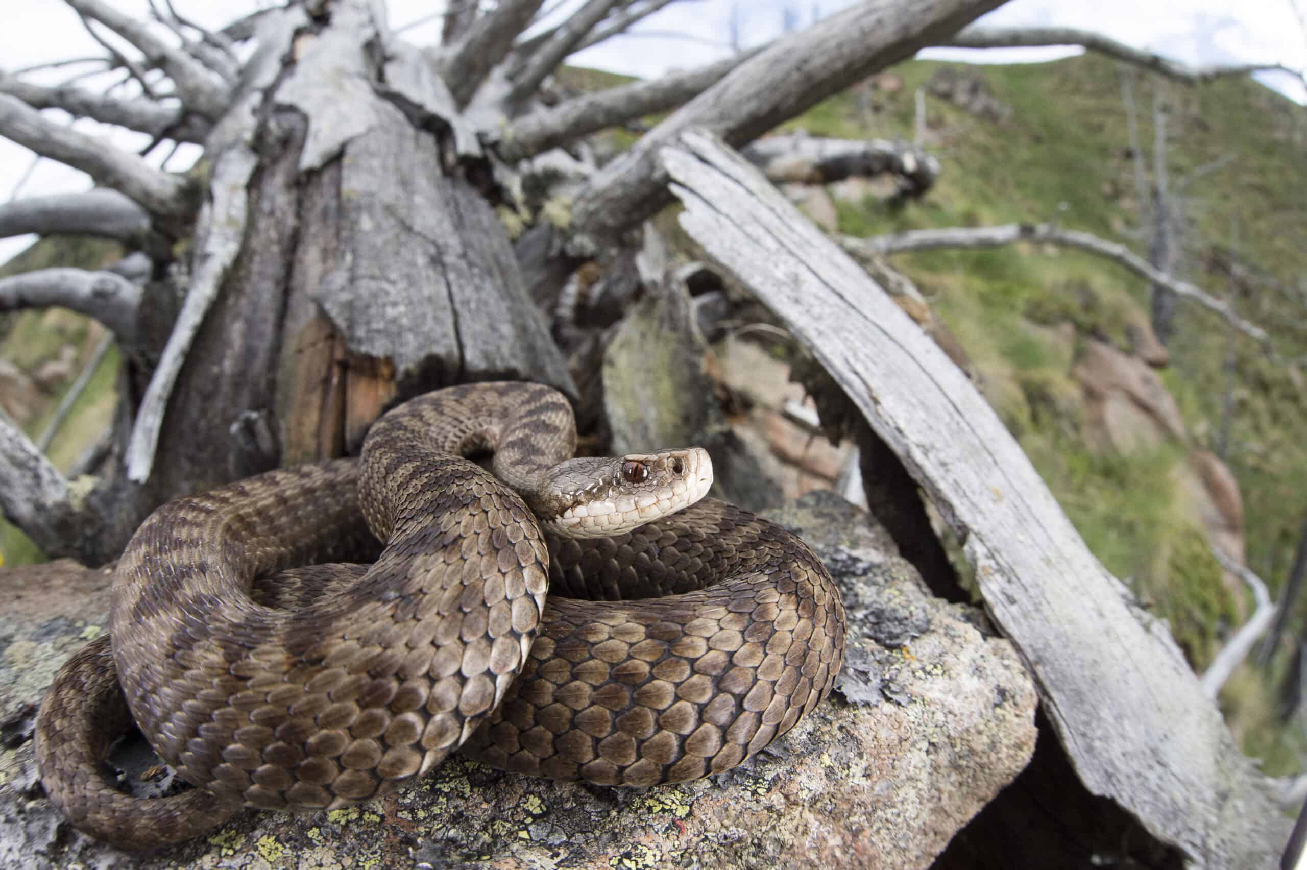 Vipera berus in ambiente