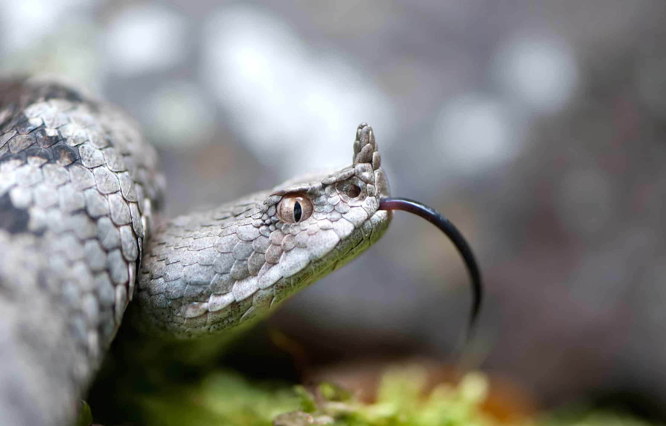 vipera dal corno