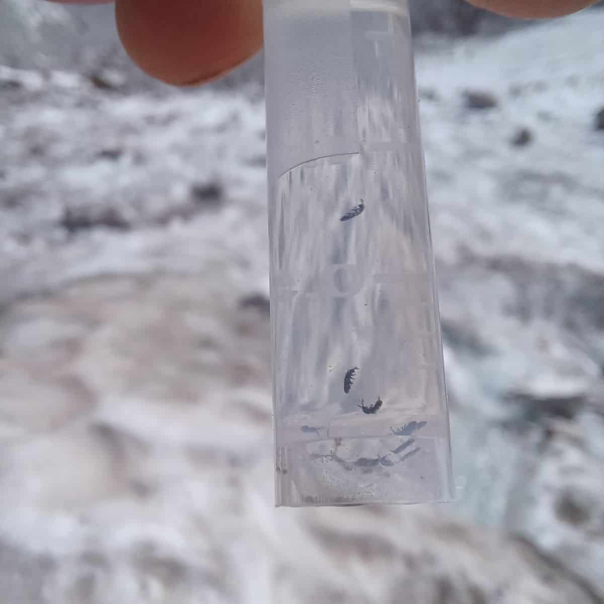 Campione con Pulci dei ghiacciai