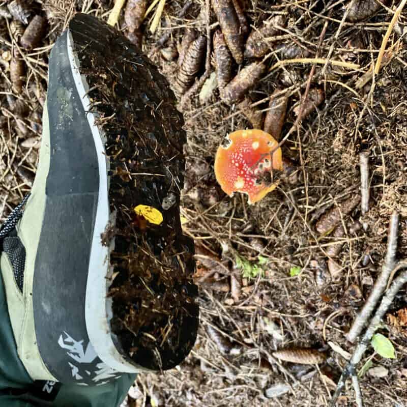 Zamberlan Salathé Trek GTX grip in ricerca funghi