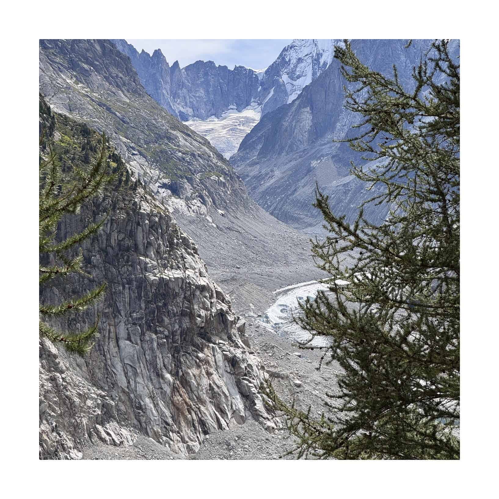 La lingua della Mer de Glace vista tra i larici dalla morena di Montenvers